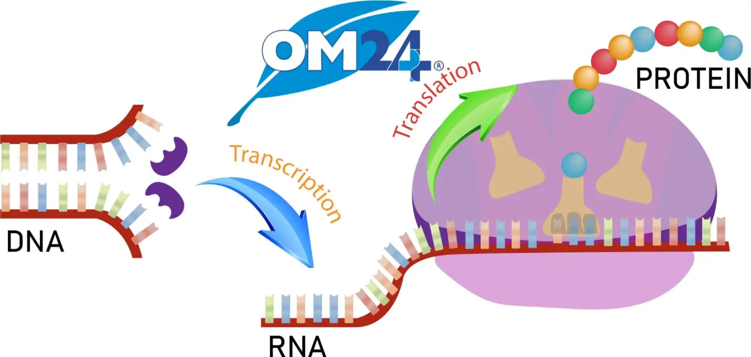 om24-cell